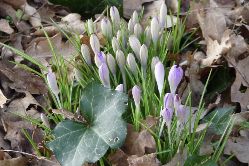 Nog niet op kleur - Planten - 