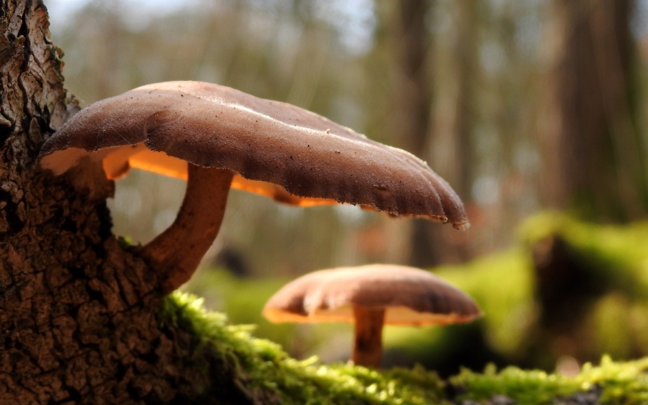 Nog steeds !! - Schimmels - Winterhoutzwam