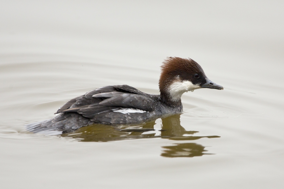 Nonnetje - Vogels - Nonnetje