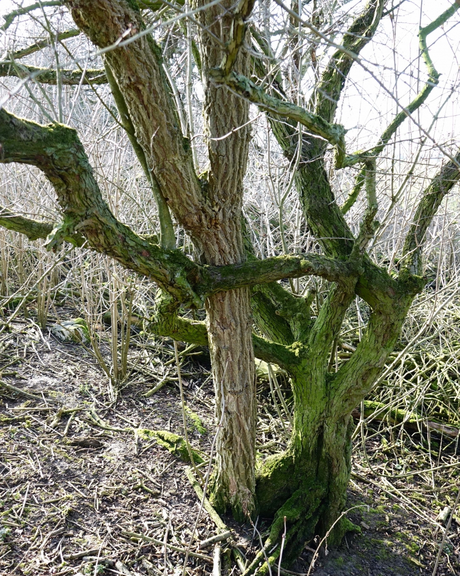 Omarming - Planten - Meidoorn