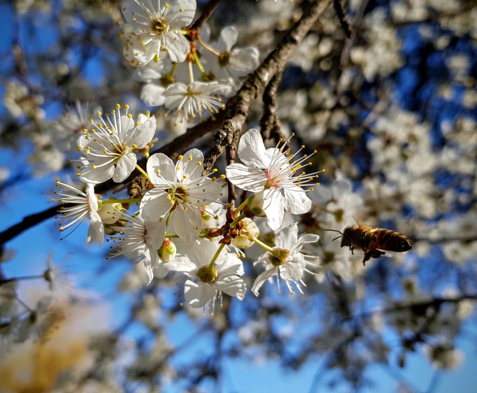 Onderweg.... - Planten - Prunus