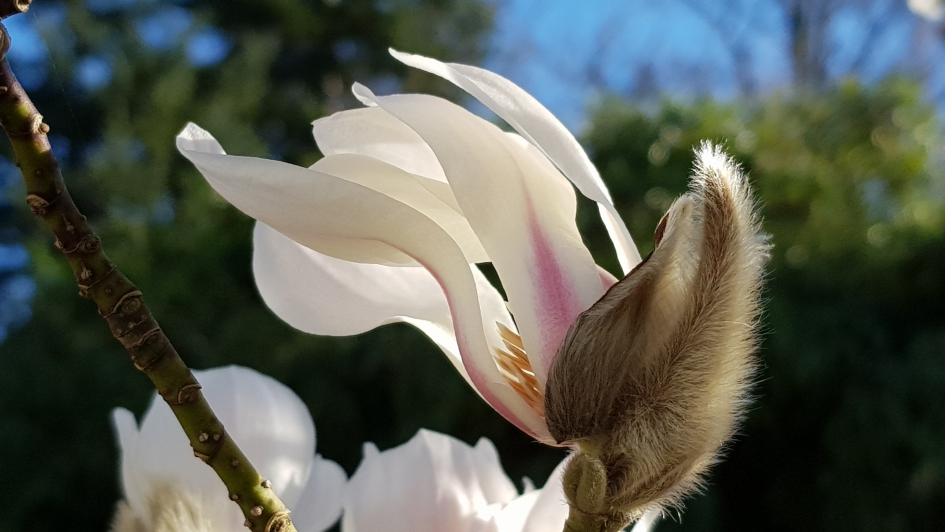 Ontluikend. - Planten - Magnolia of beverboom