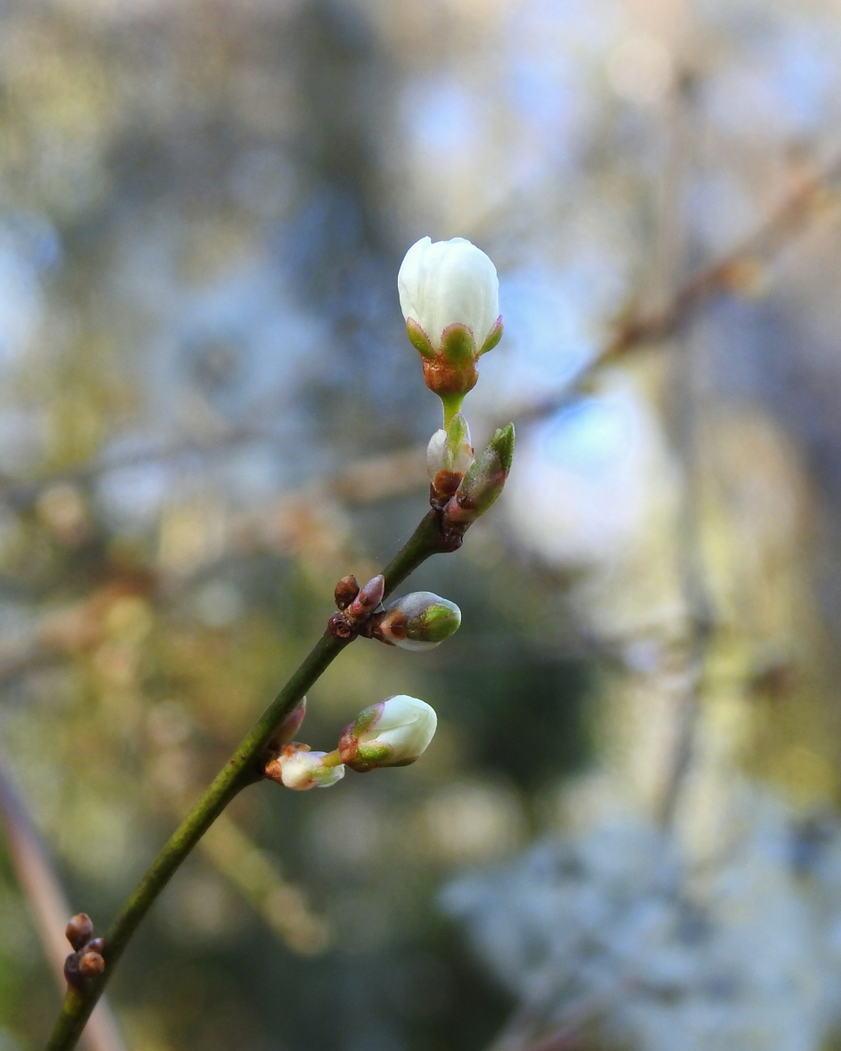 Ontluiking - Planten - 
