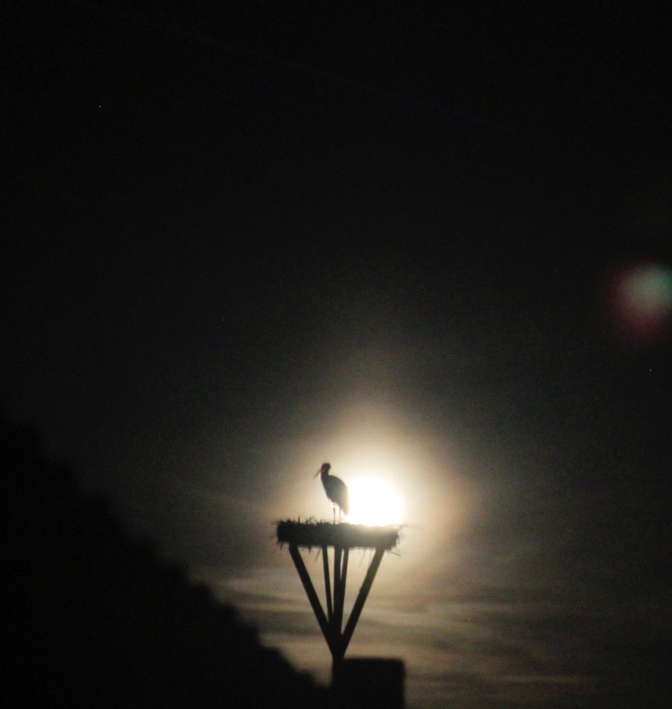 ooievaar in de sneeuwmaan - Vogels - ooievaar