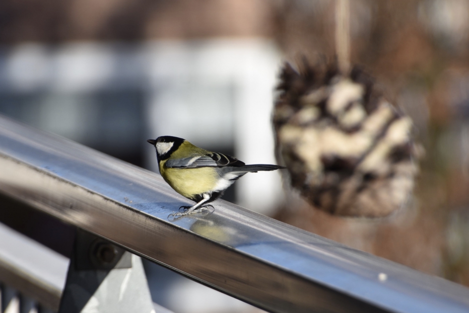 Op de balkon reling.. - Vogels - 