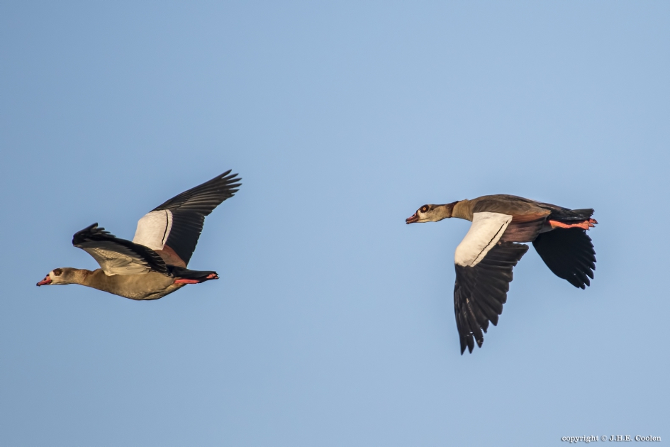 Oplettend - Vogels - Nijlgans