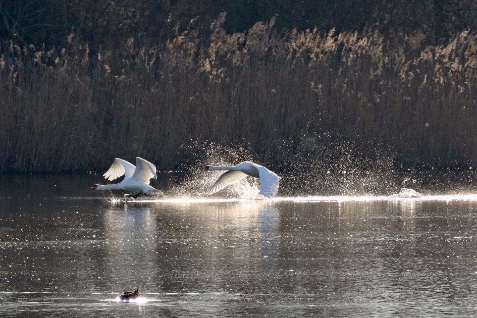 Opstijgend geweld - Vogels - Knobbelzwanen