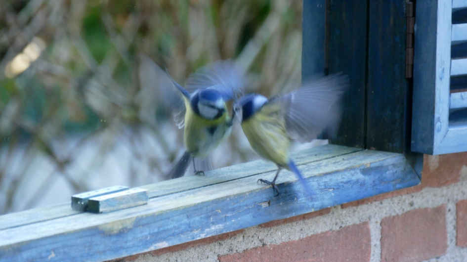 Optyfen jij - Vogels - Pimpelmees