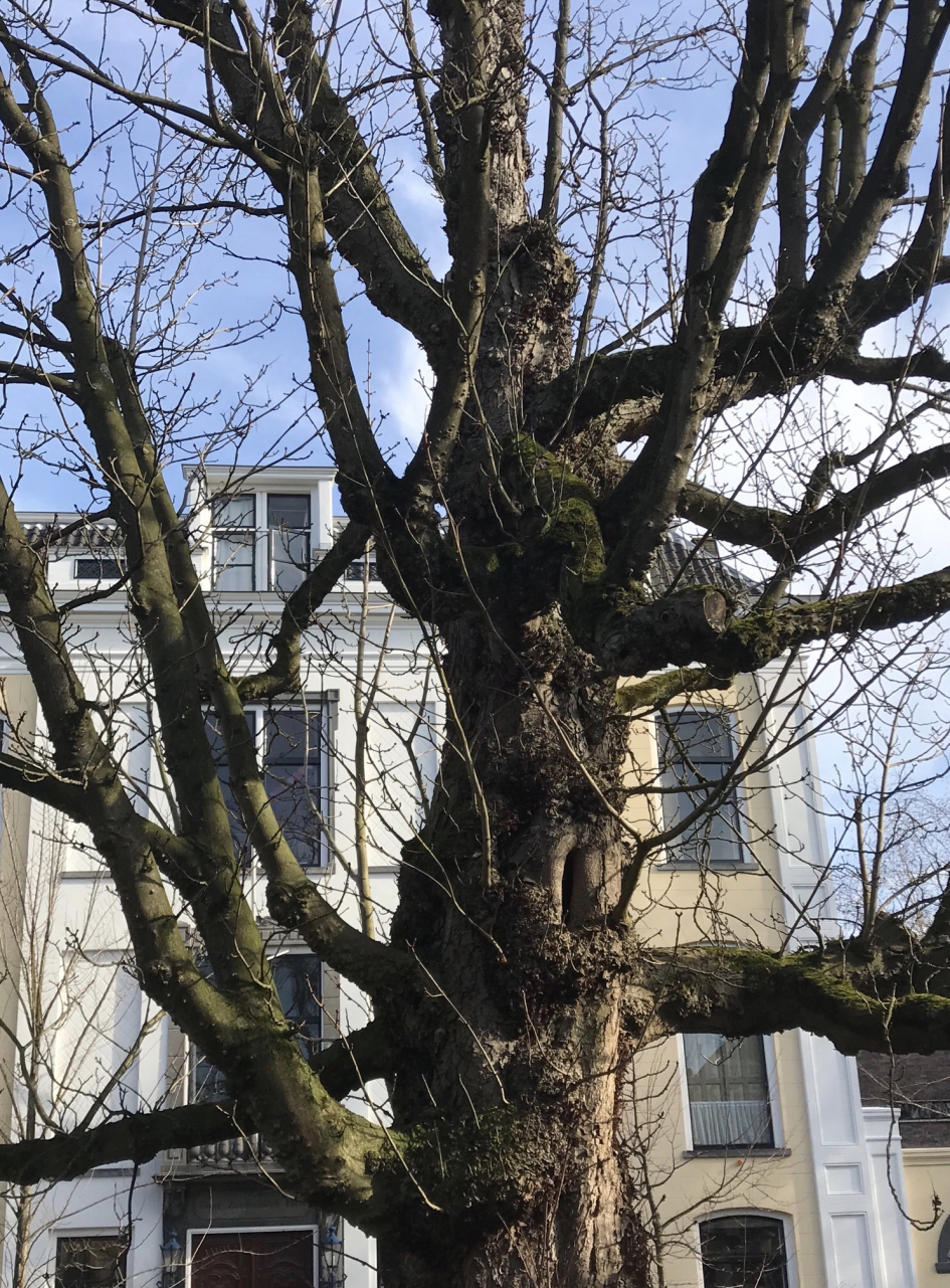 Oude boom - Planten - 