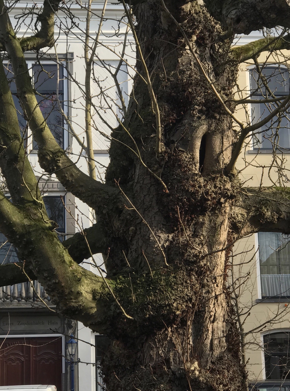 Oude kale boom - Planten - 