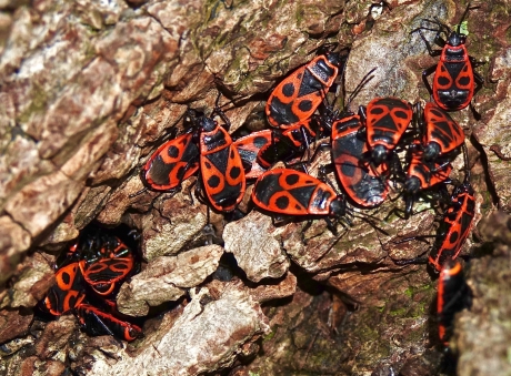 Overwinteraar in boomschors