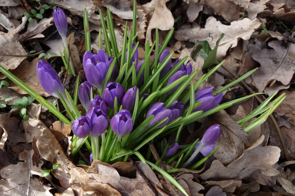 Paarse krokussen - Planten - 