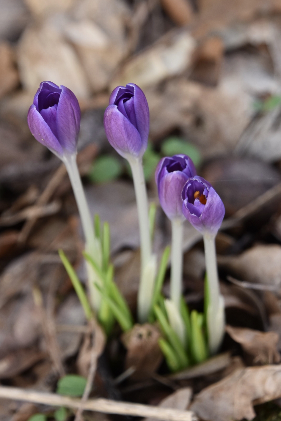Paarse krokussen - Planten - 