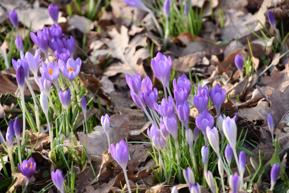 Paarse krokussen - Planten - 