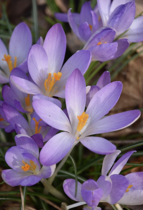Paarse krokussen