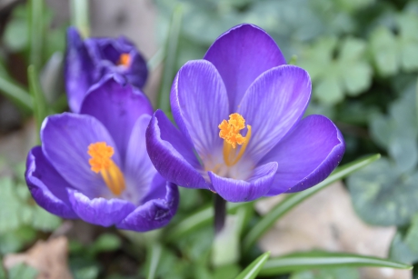 Paarse Krokussen