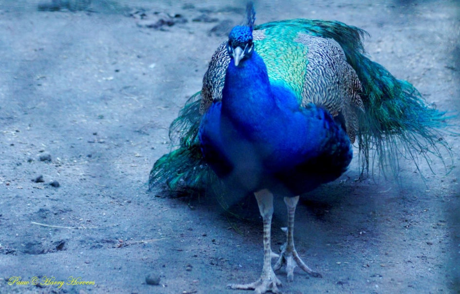 Pauw - Vogels - Pauw