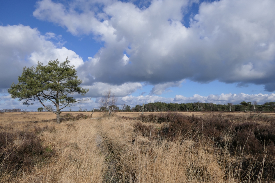 Pijpestrootje. - Planten - Pijpestrootje