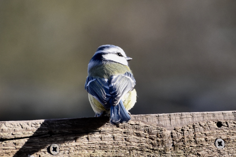 Pimpelmees - Vogels - 