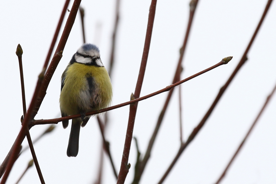 pimpelmees - Vogels - pimpelmees
