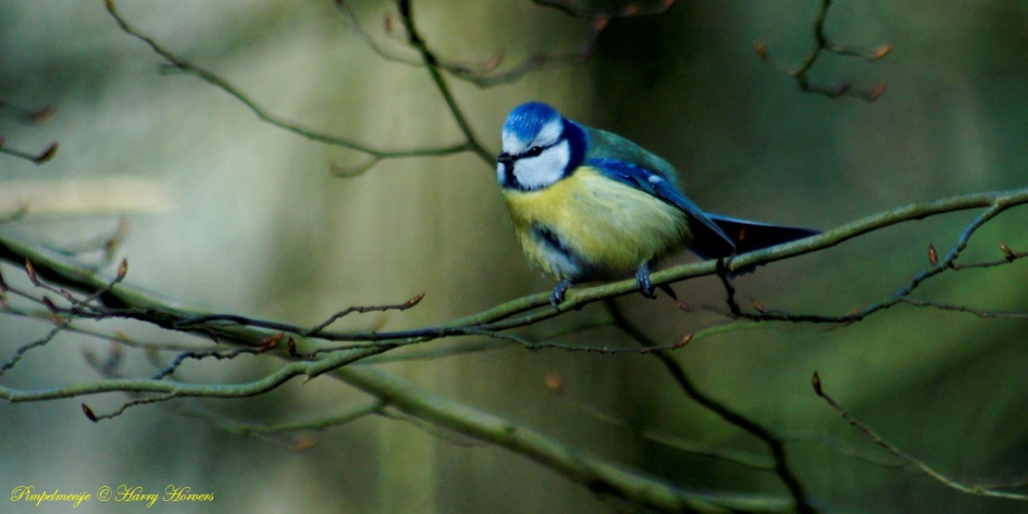 Pimpelmeesje - Vogels - Pimpelmeesje