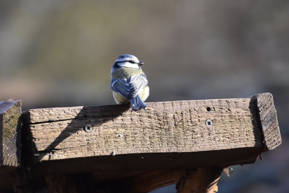 Pimpelmeesje - Vogels - 