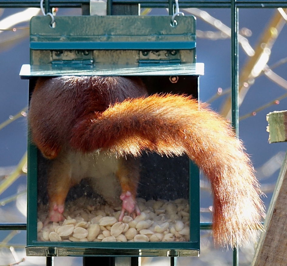 Pindaduik - Zoogdieren - Eekhoorn