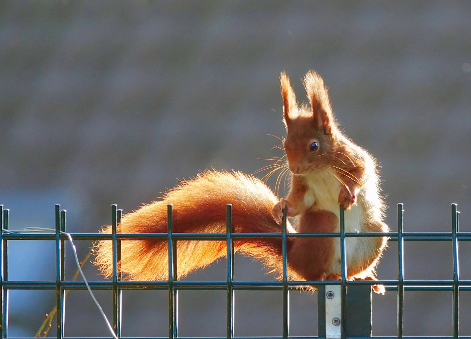 Pluimstaart 2 - Zoogdieren - Eekhoorn