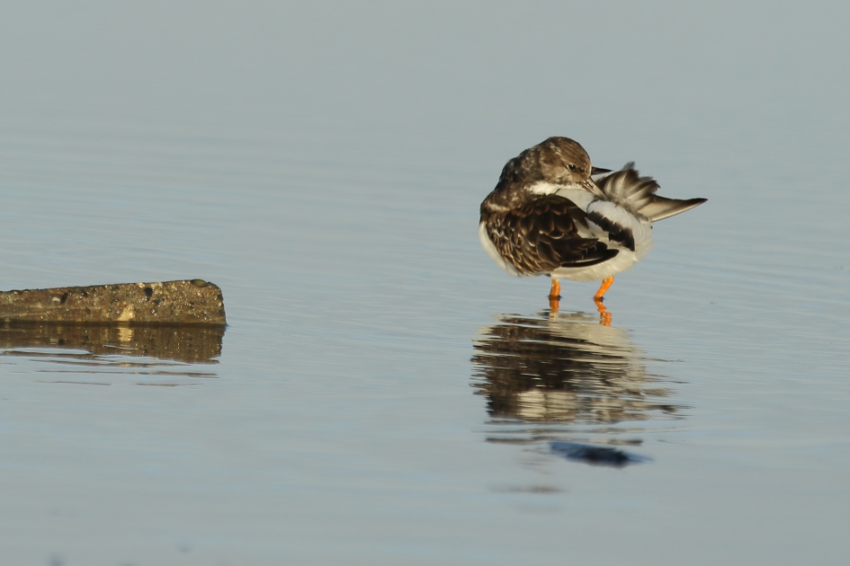 poetsende steenloper - Vogels - steenloper