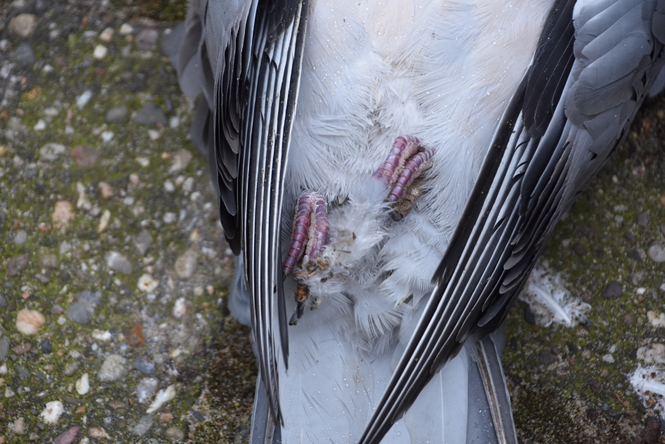 Pootjes keurig gevouwen - Vogels - 