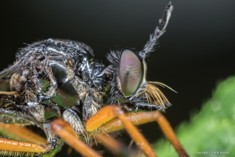 Portret van een.....