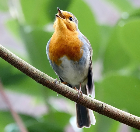 Bijzondere zang uit eigen tuin