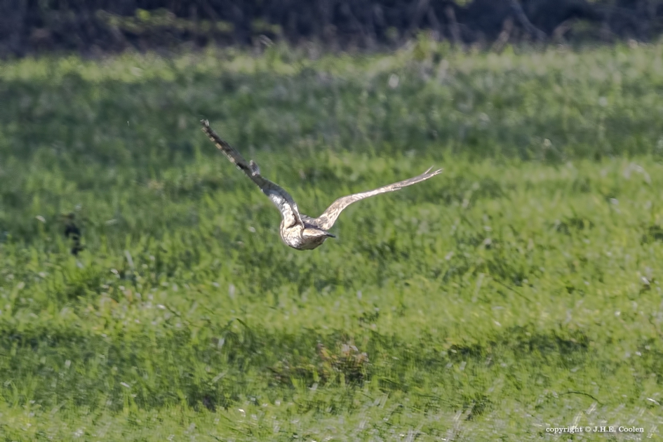 Ransuil - Vogels - Ransuil