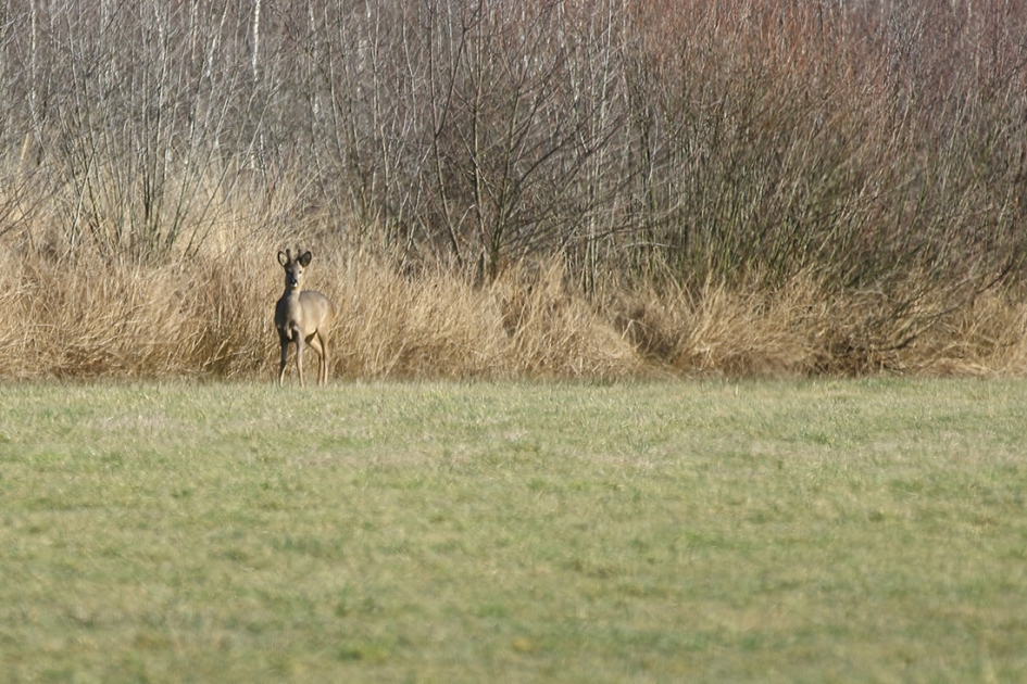 ree -m- - Zoogdieren - ree