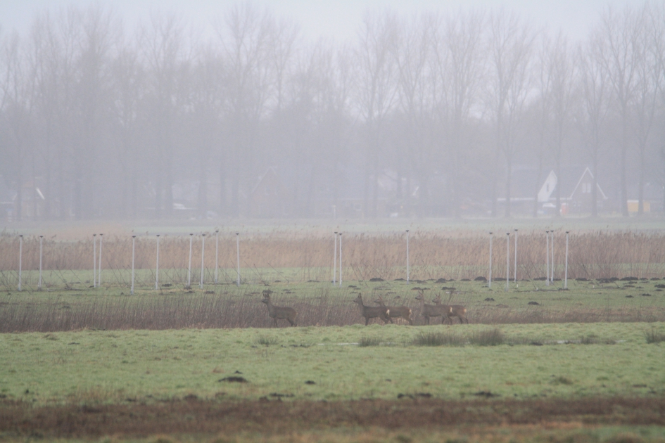 Ree - Weer en landschap - Buinen