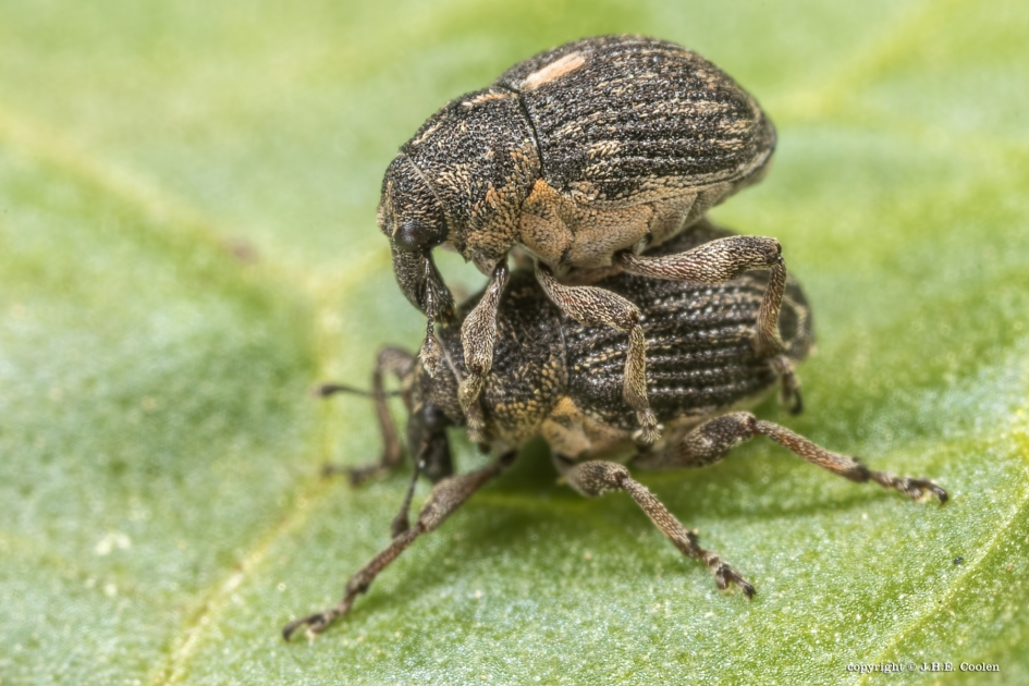 Rhinoncus perpendicularis - Geleedpotigen - 