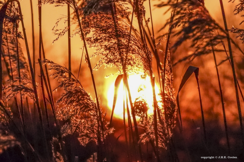 Riet - Planten - Riet
