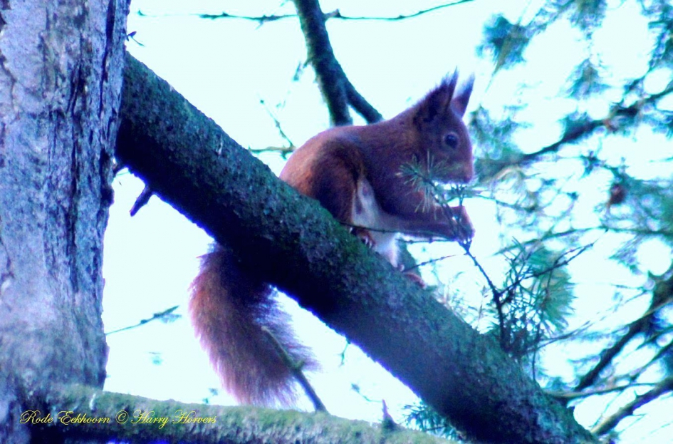Rode Eekhoorn - Zoogdieren - Rode Eekhoorn