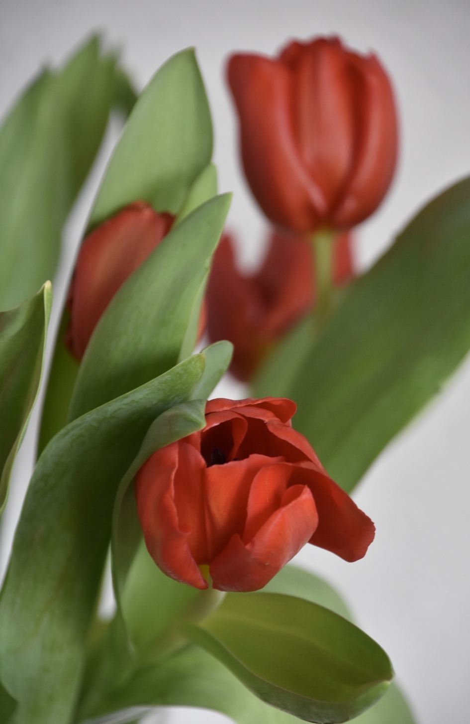 Rode tulpen - Planten - 