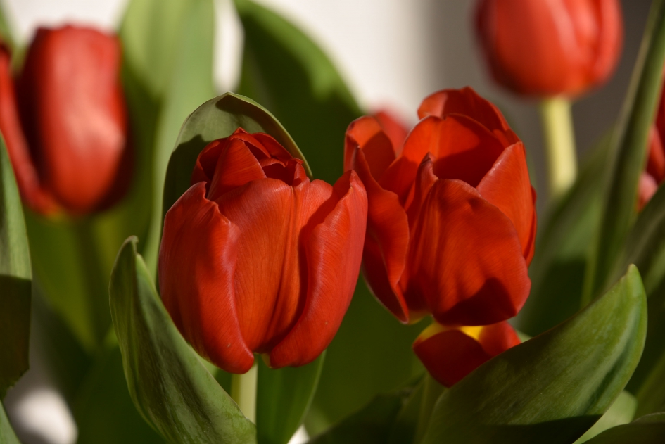 Rode tulpen - Planten - 