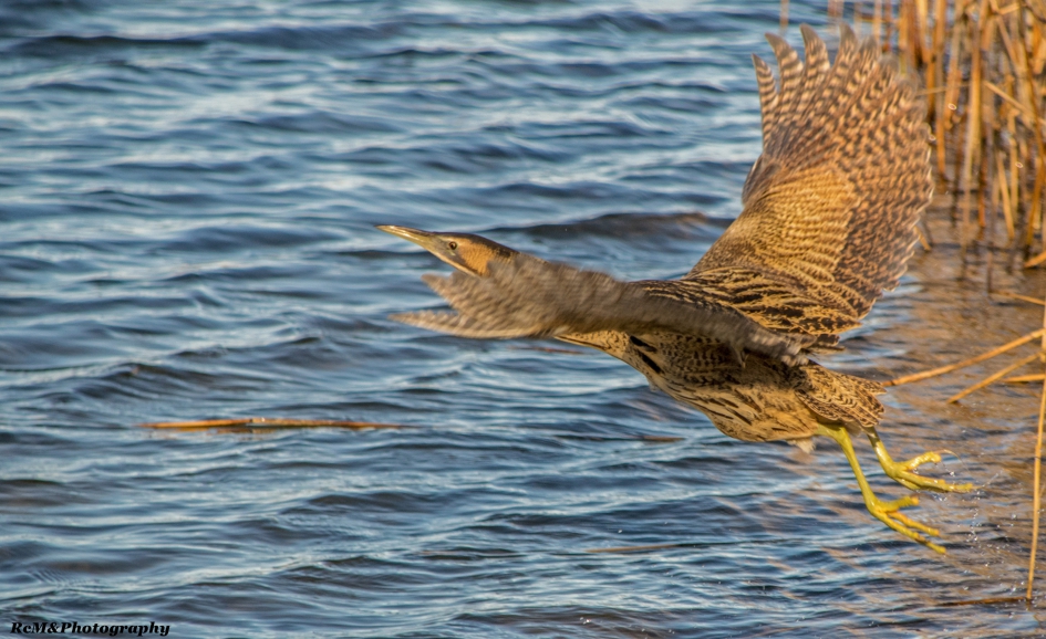 Roerdomp. - Vogels - Roerdomp.