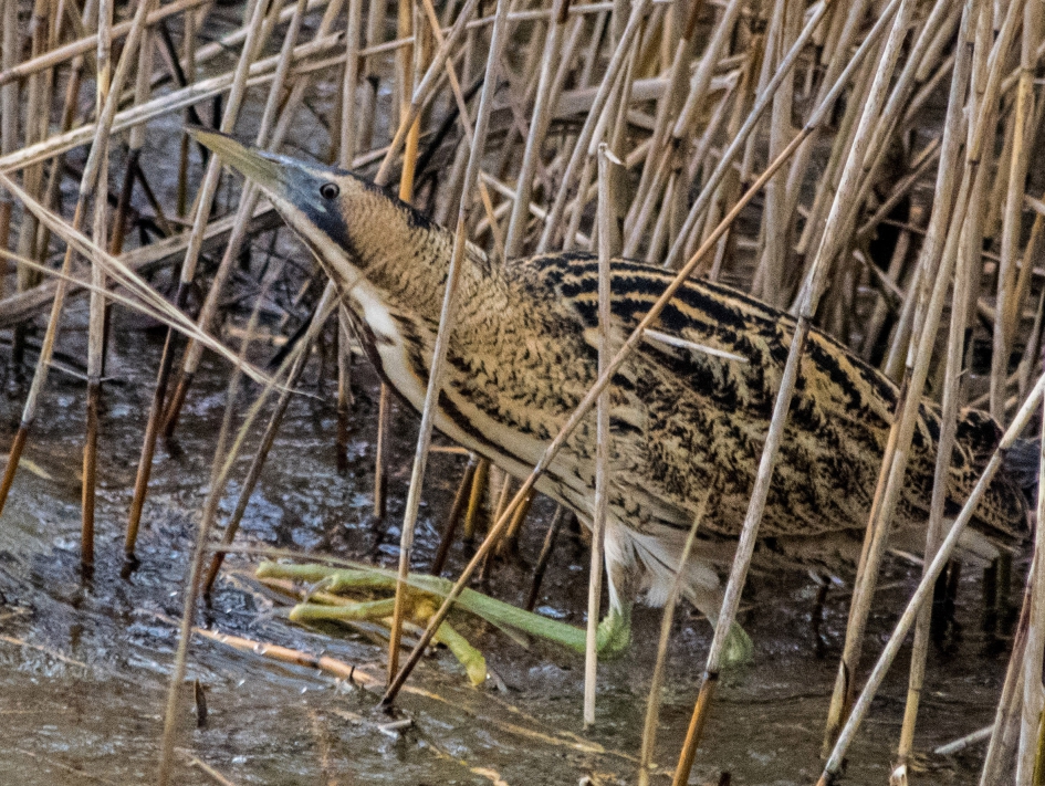 Roerdomp. - Vogels - Roerdomp.