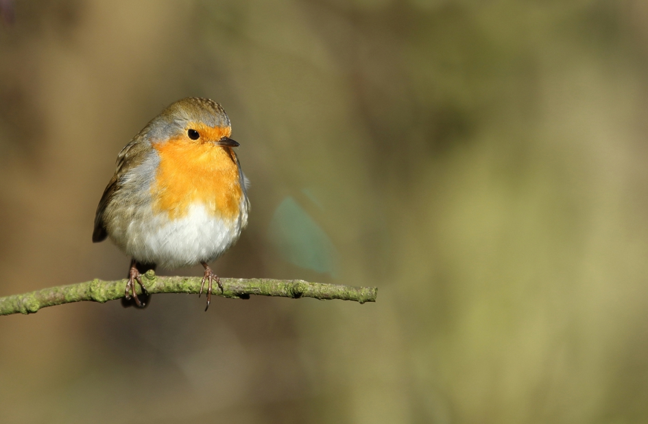 roodborst - Vogels - roodborst