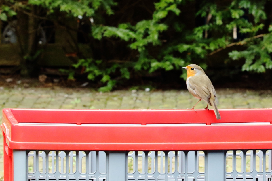 roodborst - Vogels - roodborst