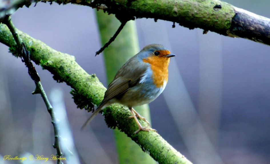 Roodborstje - Vogels - Roodborstje