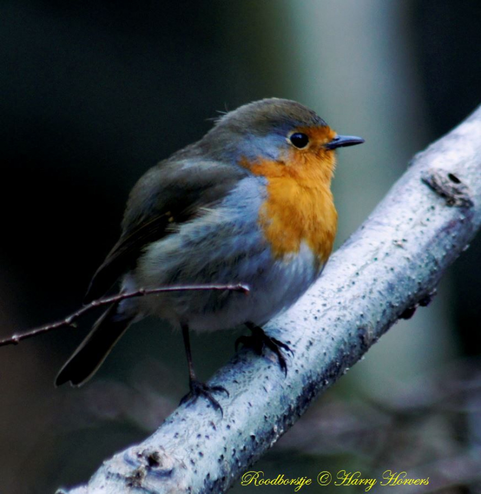 Roodborstje - Vogels - Roodborstje
