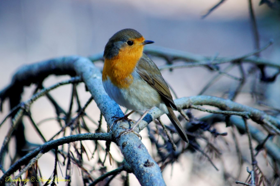 Roodborstje - Vogels - Roodborstje