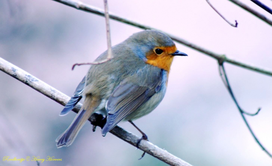 Roodborstje - Vogels - Roodborstje