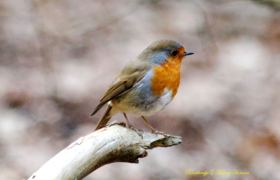 Roodborstje - Vogels - Roodborstje