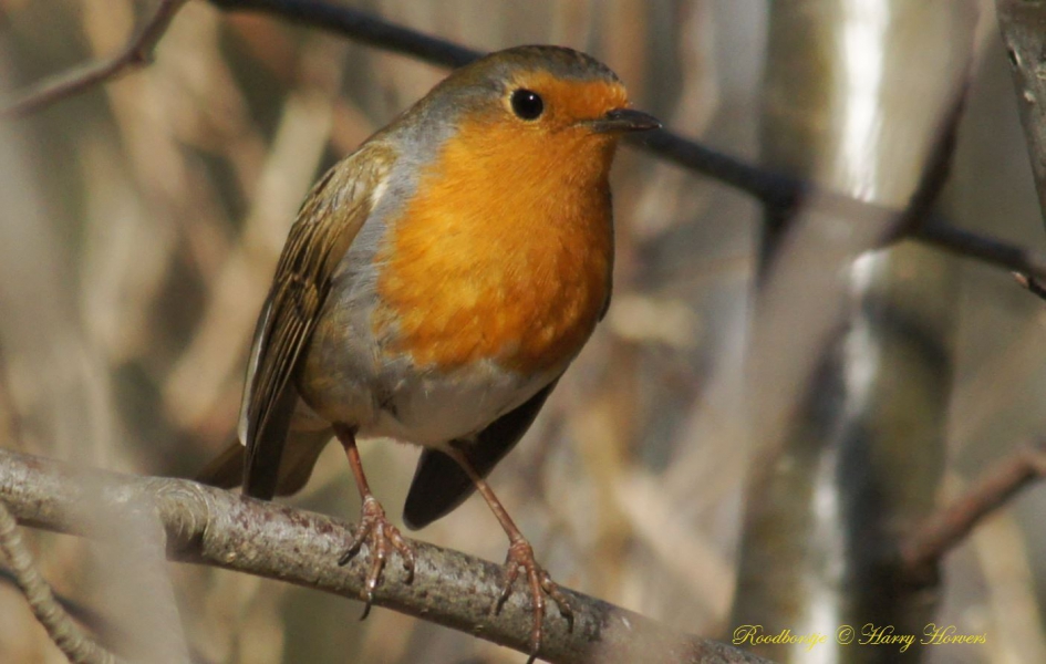 Roodborstje - Vogels - Roodborstje